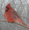 cardinalbirda.jpe