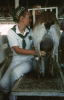 DairyGoat.gif
