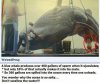whale.jpg