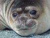 Baby-elephant_seal-up-close.jpg