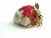 moldy_strawberry.jpg