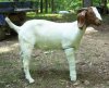 wounded goat.jpg