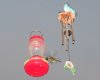 HUMMINGBIRD AND CHIME 2.jpg