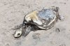 69628127-dead-sea-turtle.jpg