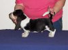 9 weeks - ear growth.jpg