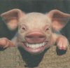 smiling pig.jpg