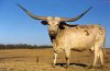 Texas Longhorn.jpg