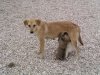32%20Bitch%20with%20Puppies%20(Dendera)_med.jpg