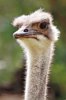 150px-Ostrich_-_melbourne_zoo.jpe