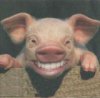 smiling2 pig.jpg