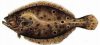 Flounder.jpg