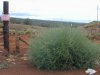 300px-Salsola_tragus tumbleweed.jpg