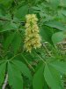 Aesculus_glabra_plant.jpg