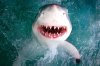 smiling-shark-close-up-photo.jpg