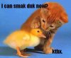 cat-and-duck.jpg