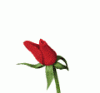 flower_rose_open.gif