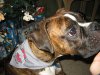 Christmas 06 038a.jpg