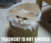 trashcat_410.jpg