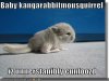 funny-pictures-baby-kangarabbitmousquirrel.jpg