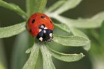 Ladybug[1].jpg