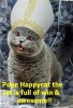 pope_lolcat.jpg