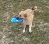 Frisbee_crop.jpg