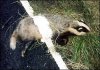 dead_badger.jpg