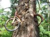 treebicycle.jpg