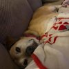 Sophie The Dog.jpg Sophie The Dog.jpg