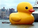 ruBBER DUCKY.jpg ruBBER DUCKY.jpg