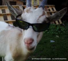 sarcastic goat.png