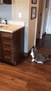 1792876162746.gif
