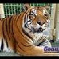 GeauxTigers99