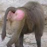 Baboon